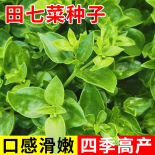 田七种子中药材种植正品可食用三七种籽四季盆栽秋季蔬菜种孑大全