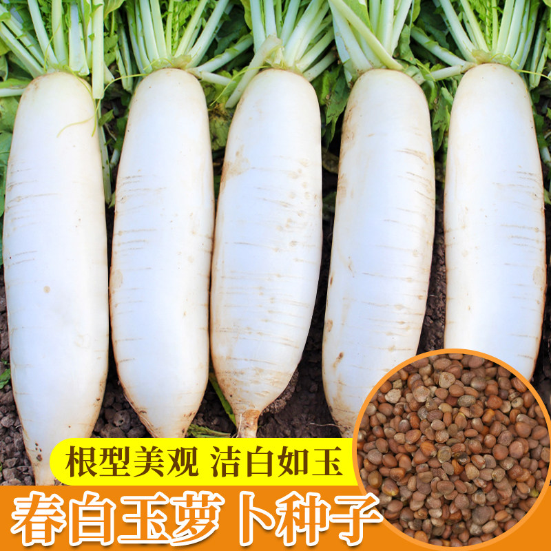 韩国白玉春大白萝卜种子秋四季播种蔬菜籽种大全大田种植孑长种籽