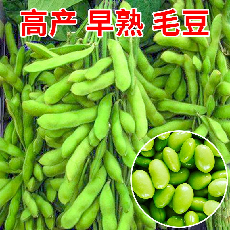 特早熟青毛豆鲜食大粒图片