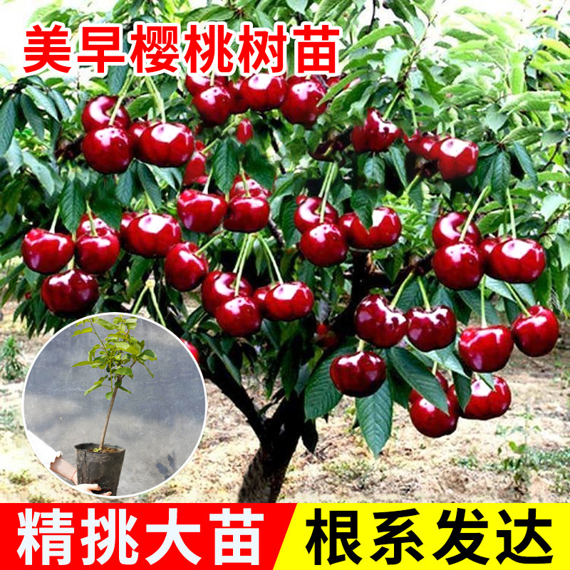 樱桃树树苗南方种植车厘子盆栽