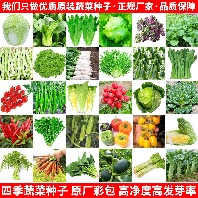 夏天种的菜种籽四季速生蔬菜大全图片