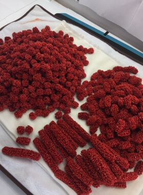 意大利天然红色手串手工diy毛毛虫配件