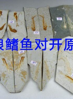 狼鳍鱼对开古生物化石侏罗纪朝阳