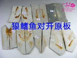 古生物狼鳍鱼化石对开朝阳化石博物馆科普标本三叶虫植物假一赔十