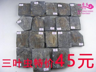 中华莱莱德利基三叶虫原石古生物化石王冠虫物价清仓科普收藏标本