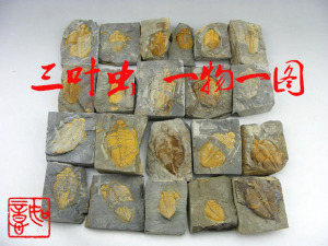 天然三叶虫化石精品古生物王冠虫真化石研学科普教具展品标本礼品