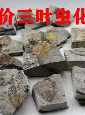 天然化石三叶虫王完虫学生标本