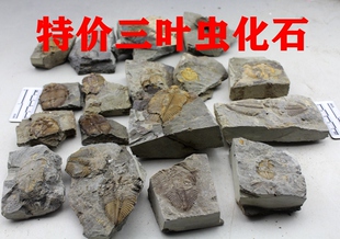 天然古生物王冠三叶虫化石科普教学教具菊石残破修复特价保真