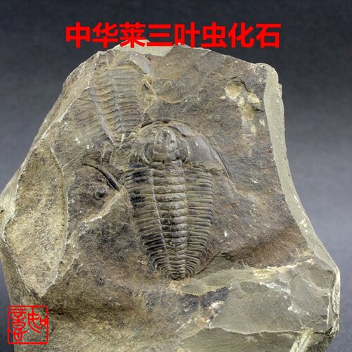 莱德利基虫三叶虫中华莱原石古生物化石标本王冠虫科普研学奖品