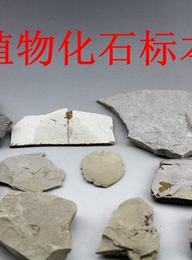 古植物化石教学标本古生物侏罗纪