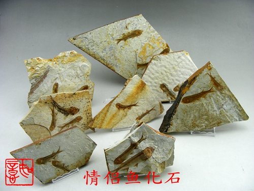 狼鳍鱼情侣鱼古生物化石侏罗纪