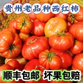 贵州农家自种老品种土番茄露天成熟马蹄西红柿天然毛辣果丑西红柿