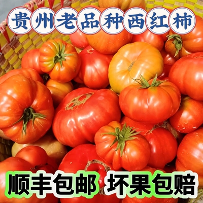 贵州农家自种老品种土番茄露天成熟马蹄西红柿天然毛辣果丑西红柿
