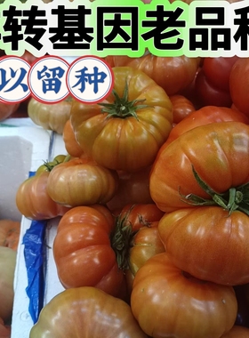 贵州露天种植马蹄番茄老品种西红柿现摘现发无催熟自然熟有籽