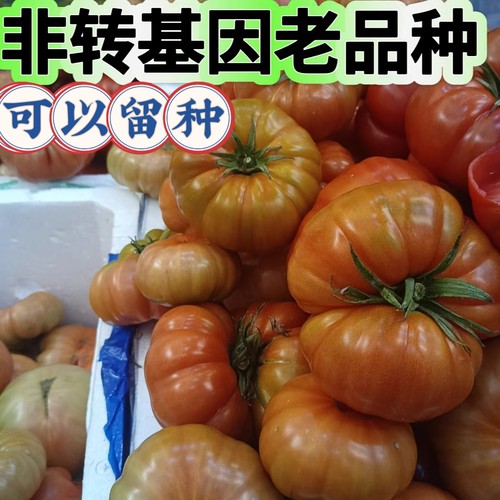 贵州露天种植马蹄番茄老品种西红柿现摘无催熟自然熟有籽