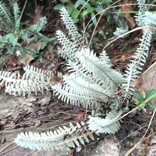 江西白毛鹿茸草六月霜千年艾山门穹白路簊药材自产自销500克包邮