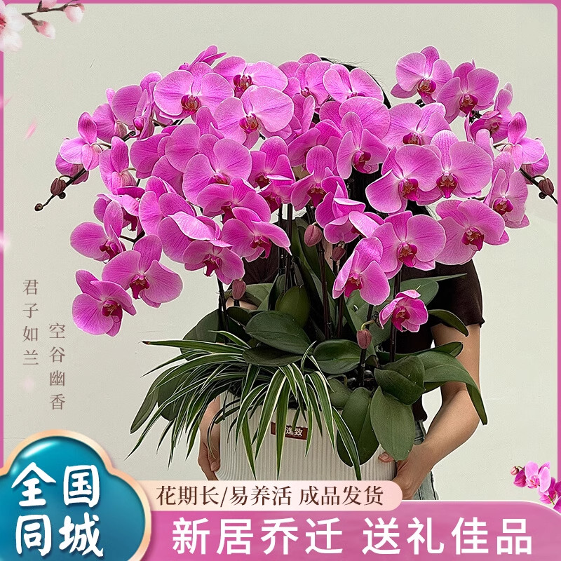 年宵蝴蝶兰盆栽上海鲜花速递同城长沙广州办公室生日乔迁开业送花