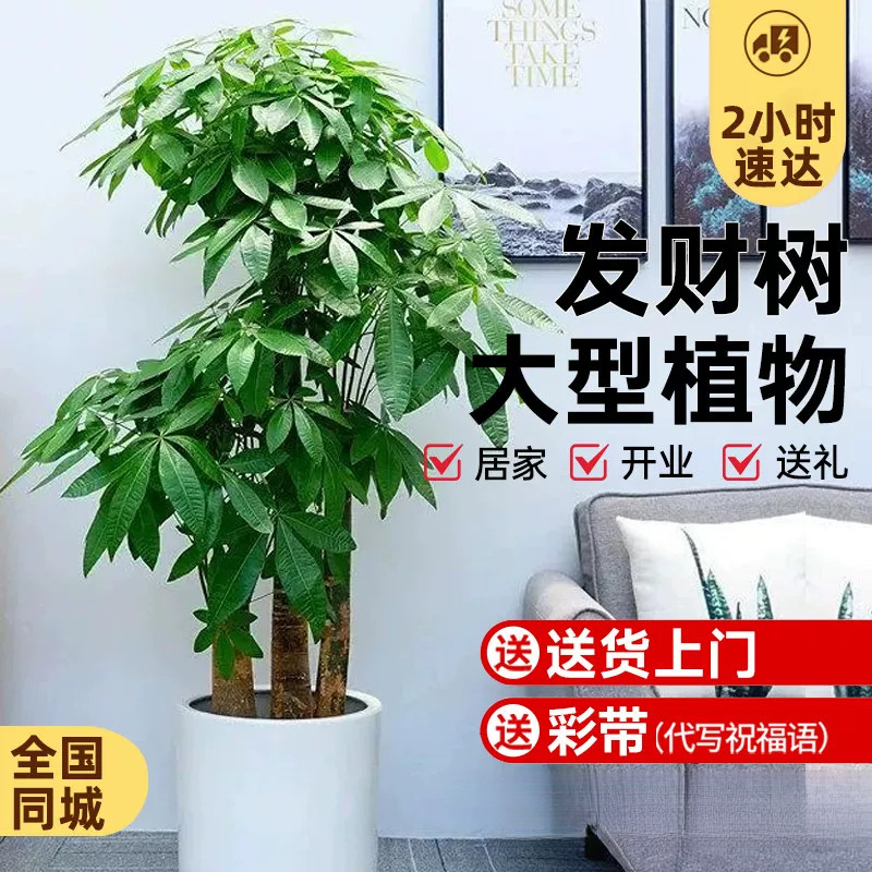发财树全国同城配送盆栽大棵室内摆客厅大型招财树绿植办公室开业