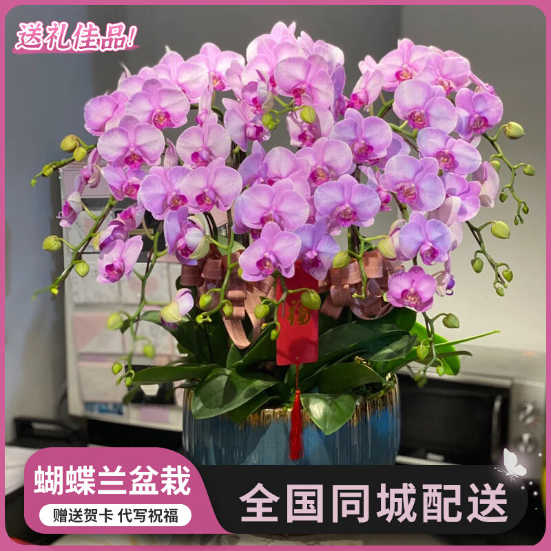 蝴蝶兰大盆栽带花苞客厅花卉乔迁鲜花节日送礼物全国同城广州深圳