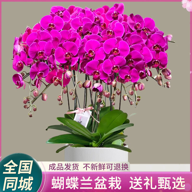 蝴蝶兰盆栽真花卉鲜花速递全国同城生日配送成都贵阳昆明西安兰州