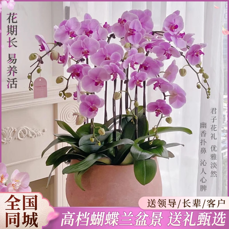 A878蝴蝶兰盆栽真鲜花速递同城温州淄博威海新居乔迁开业绿植花卉