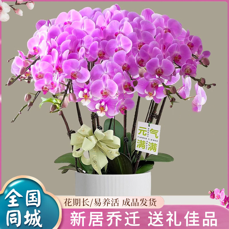 新年蝴蝶兰盆栽真鲜花速递同城宁波温州配送探望开业乔迁送礼商务