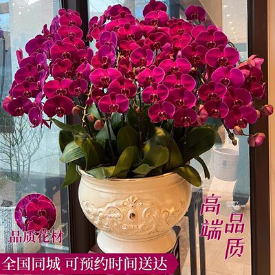 蝴蝶兰盆栽带花特大号真鲜花速递同城精品年宵花开业乔迁北京配送