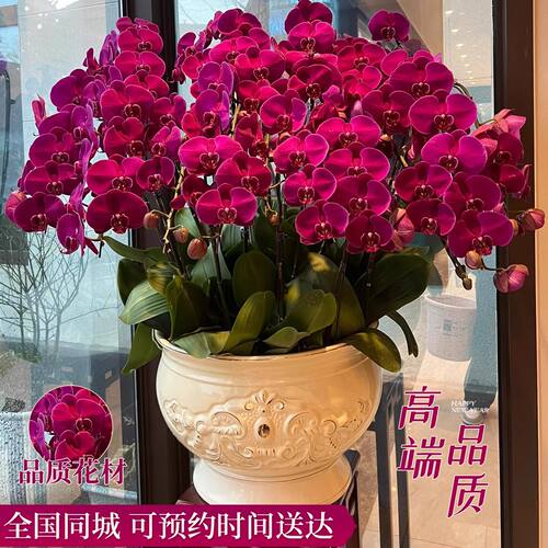 蝴蝶兰盆栽带花特大号真鲜花速递同城精品年宵花开业乔迁北京配送