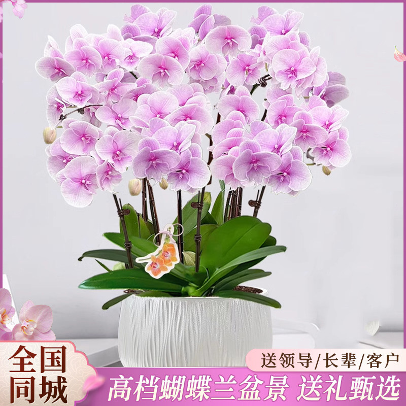 蝴蝶兰盆栽真鲜花速递同城银川太原新居乔迁开业绿植花卉全国配送