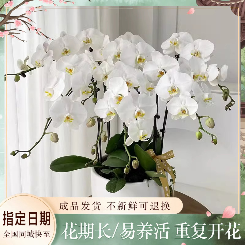 全国蝴蝶兰盆栽鲜花速递同城配送探望乔迁花卉桂林江苏浙江安徽店