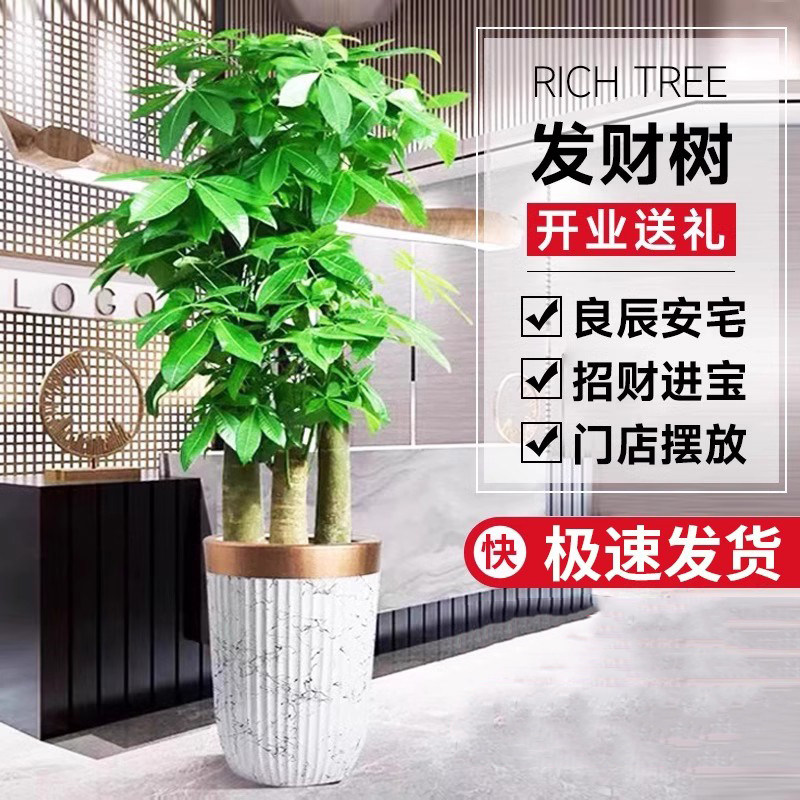 发财树客厅盆栽大招财办公室大型绿植室内开业乔迁全国广州深圳店