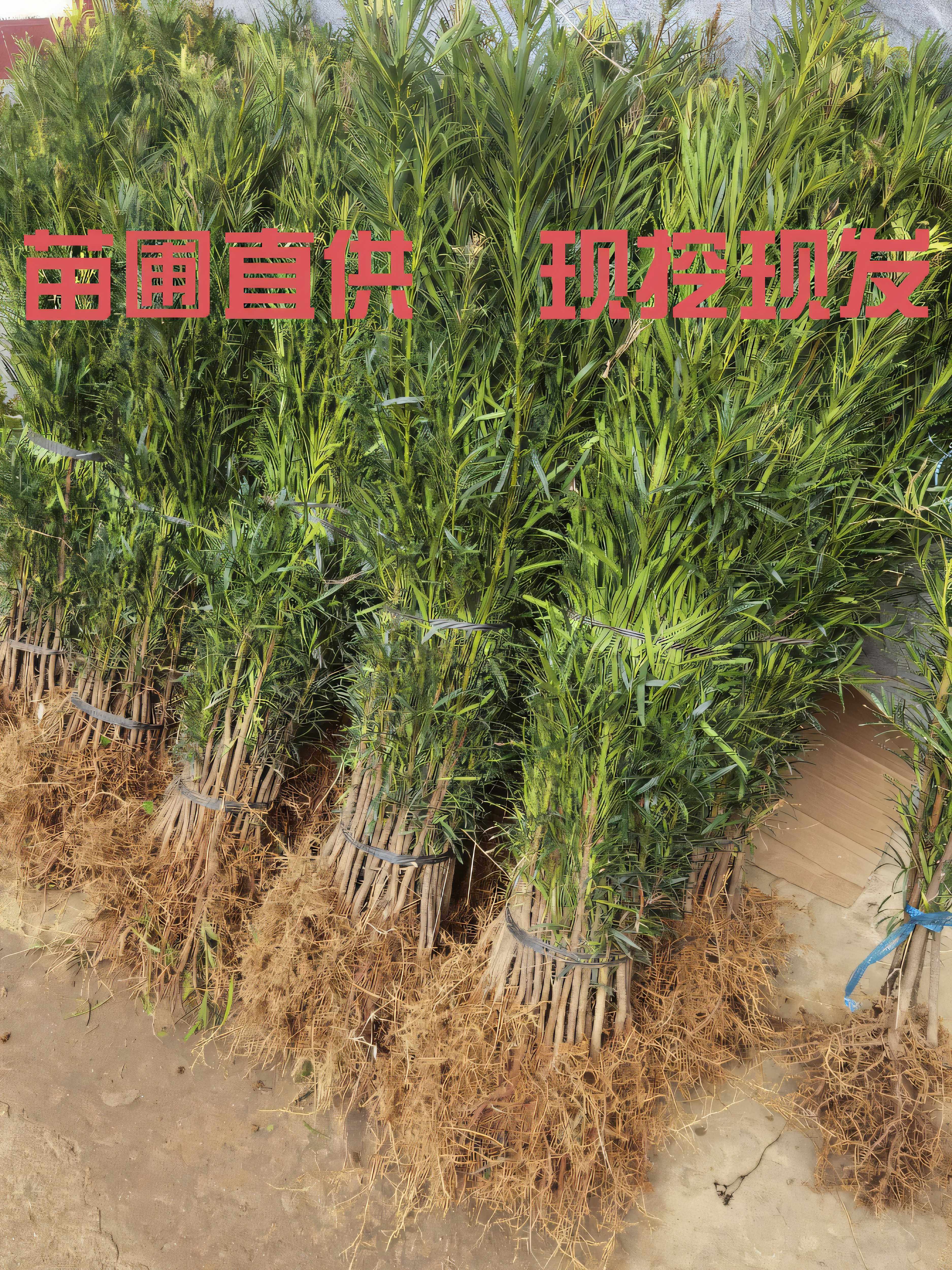 优质台湾罗汉松大小1000棵树苗