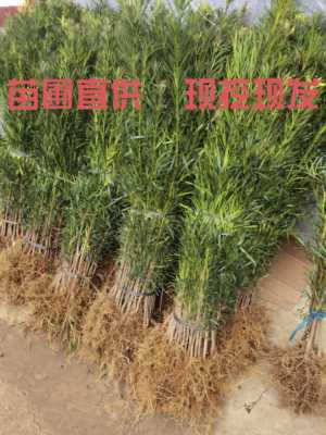优质台湾罗汉松大小1000棵树苗