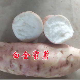 山东泗水一品地瓜山芋糖心牛奶番薯冰糖蜜甜白心番薯新鲜红薯农家