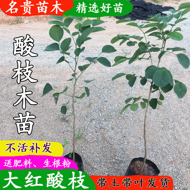 名贵树苗大红酸枝庭院常绿红木