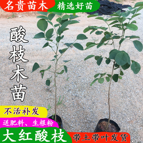 名贵树苗大红酸枝庭院常绿红木