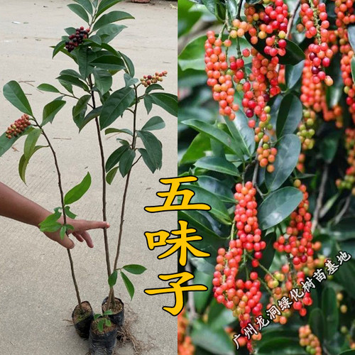 五味子树苗可食用药用植物