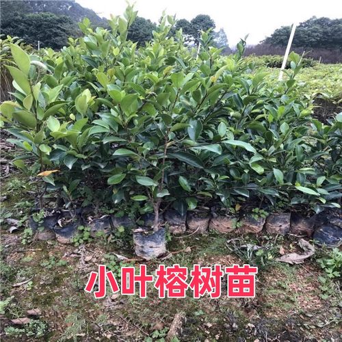 小叶榕树苗遮阳常绿小叶榕盆栽