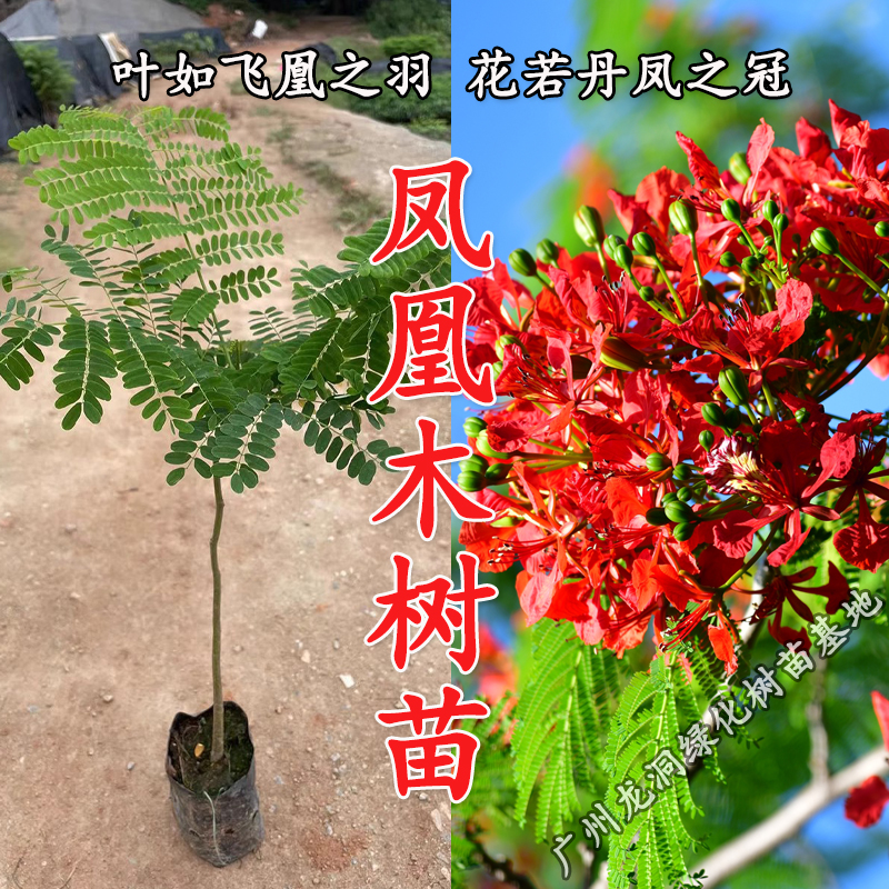耐寒耐热凤凰木树苗风景庭院绿化