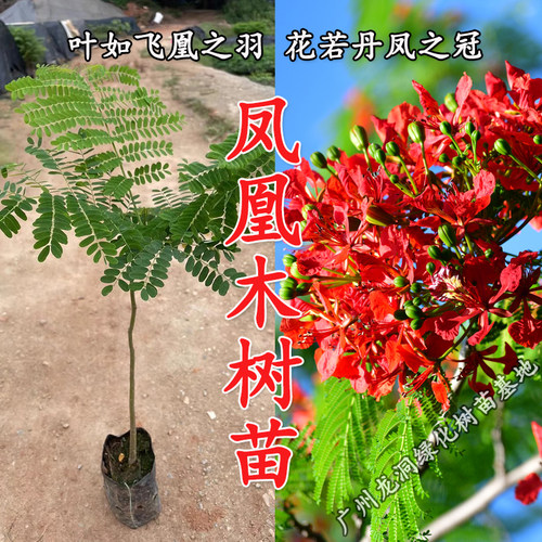耐寒耐热凤凰木树苗风景庭院绿化