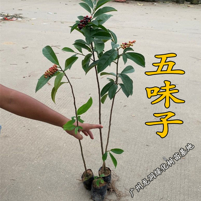 五味子树苗可食用药用植物
