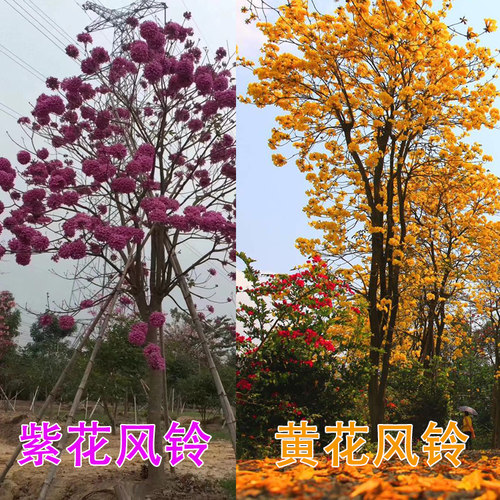 多花黄花风铃木春季开花紫花风铃