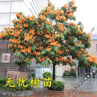 中国无忧树苗庭院遮阳无忧花树火焰花小苗四季常绿珍稀名贵菩提树