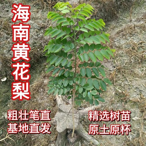 海南黄花梨树苗名贵红木苗