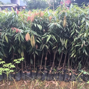 铁力木树苗彩叶花木庭院观赏苗木观叶珍稀名贵植物铁力木苗铁梨木