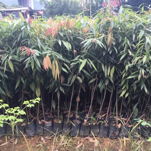 名贵彩叶铁力木名贵树苗