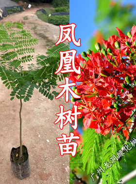 凤凰木树苗庭院别墅遮阳风景树