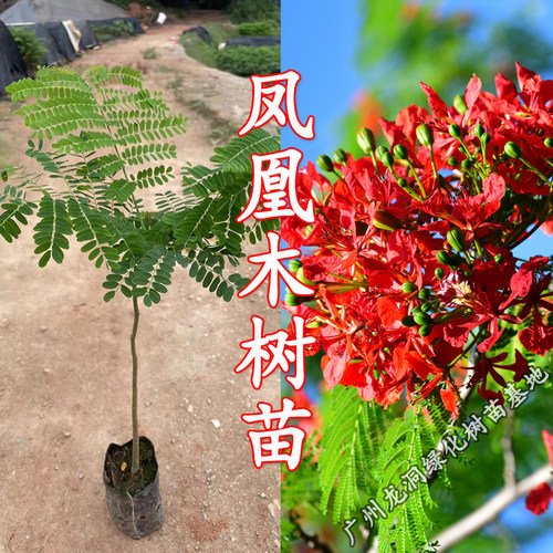 凤凰木树苗庭院别墅遮阳风景树