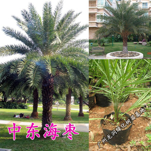 中东海枣树苗热带风情别墅公园耐寒高档风景树银海枣苗棕榈科植物