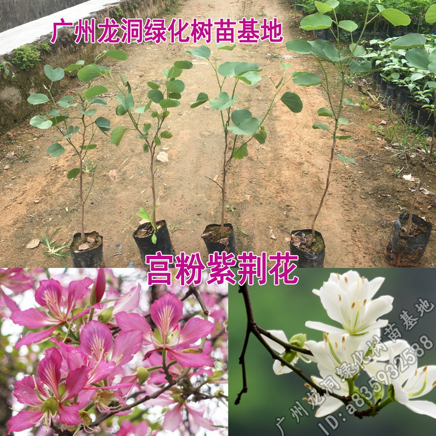 宫粉紫荆树苗花观叶观花植物紫荆树庭院道路盆栽地栽优良开花树种